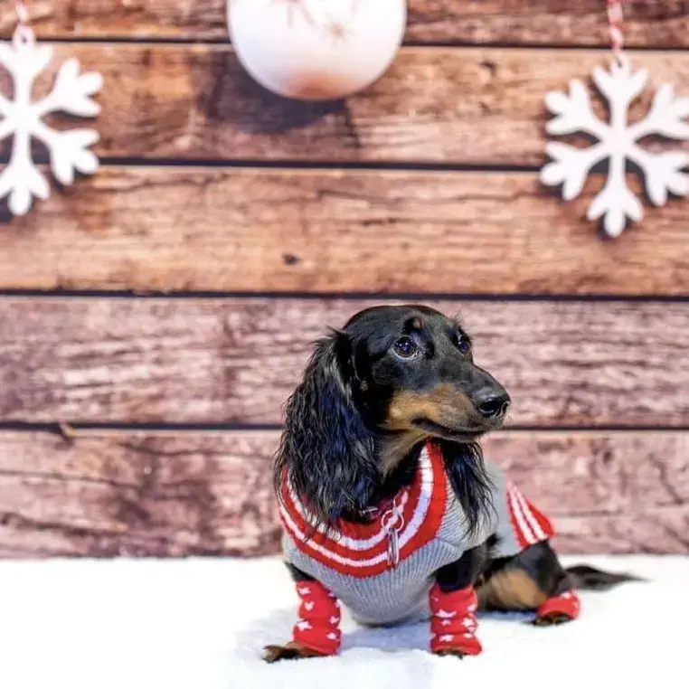 Dachshund (Miniature Long-Haired)