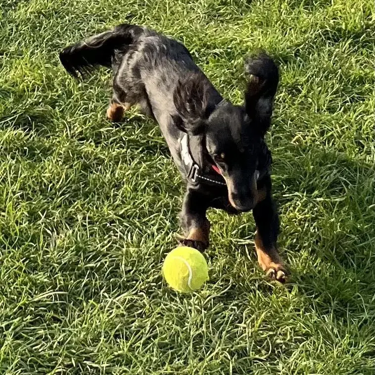 Dachshund (Miniature Long-Haired)