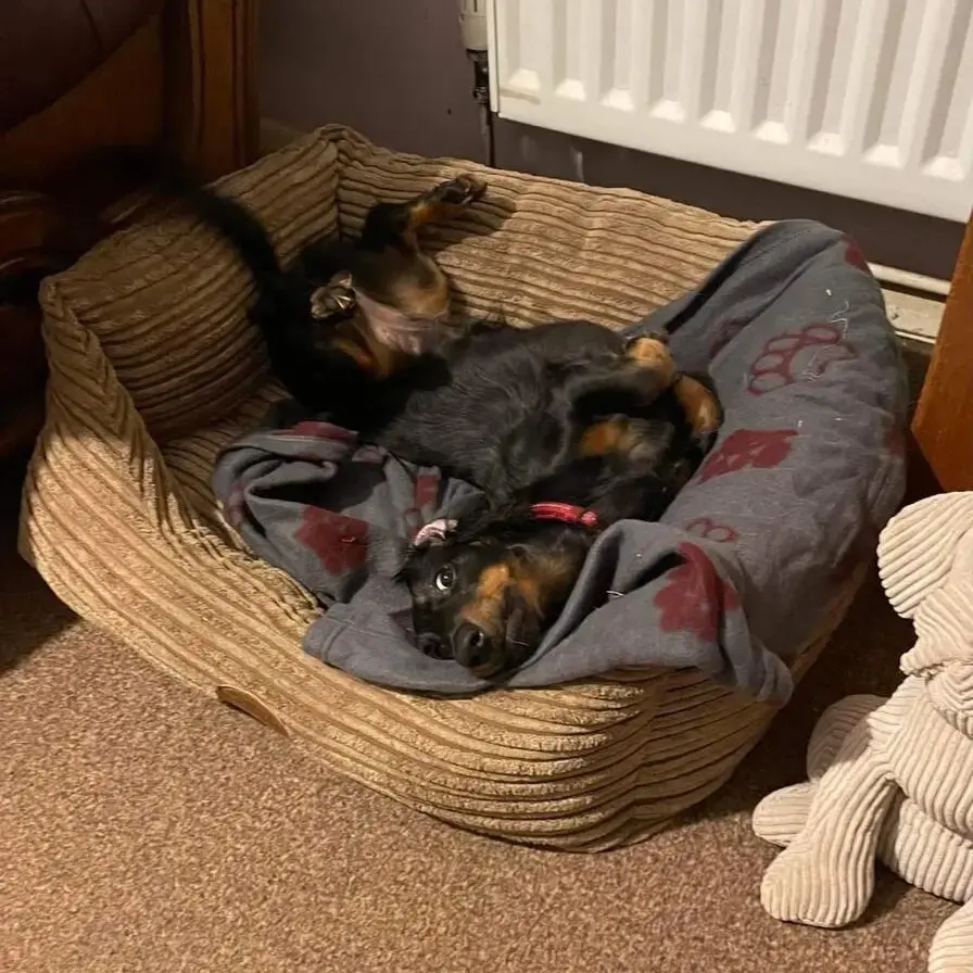 Dachshund (Miniature Long-Haired)