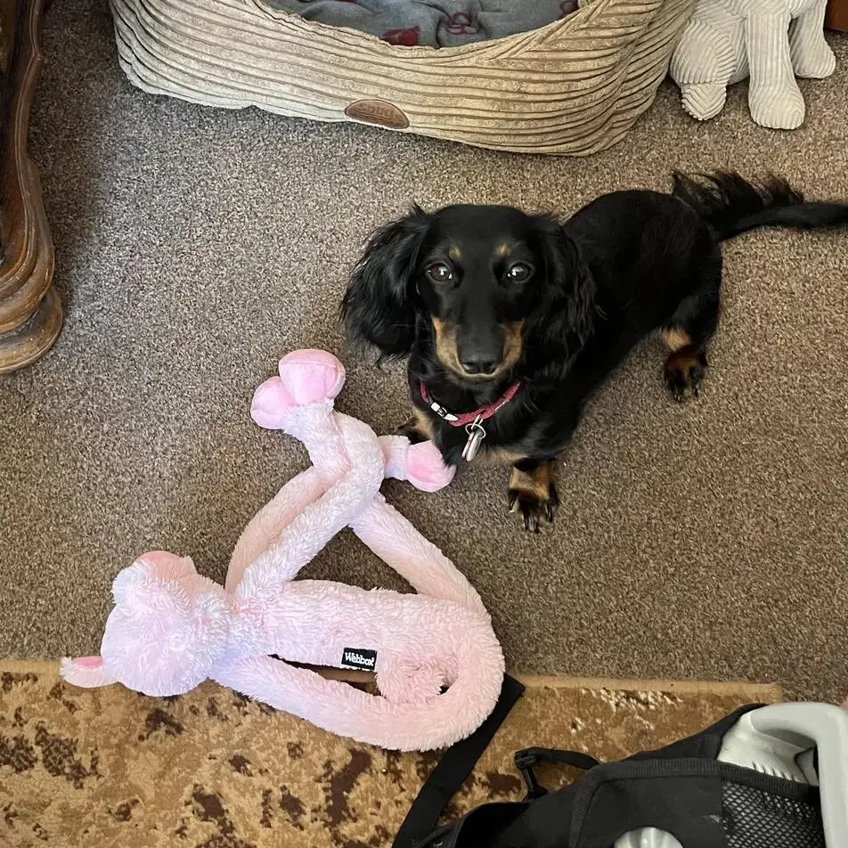 Dachshund (Miniature Long-Haired)