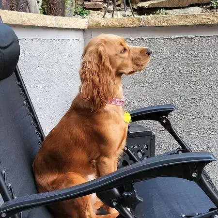 Cocker Spaniel (English)