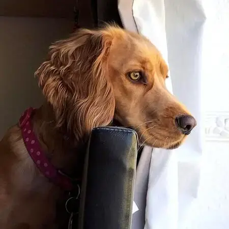 Cocker Spaniel (English)