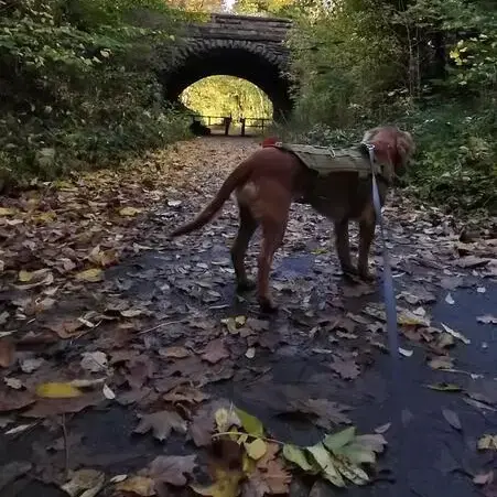Cocker Spaniel (English)