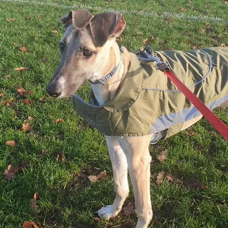 Whippet