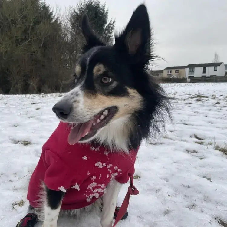 Border Collie