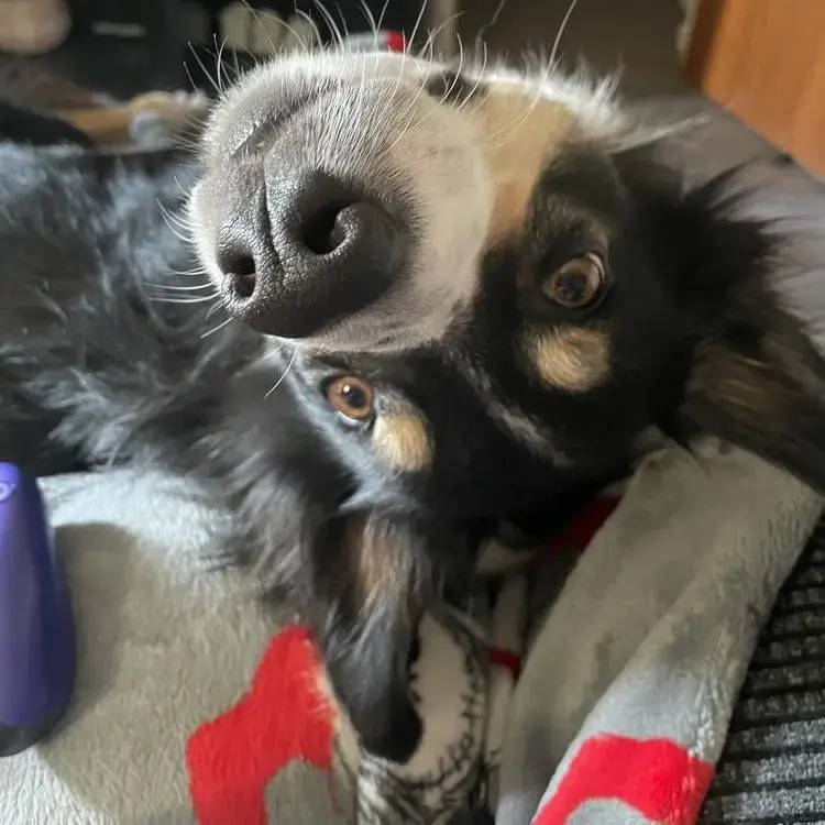 Border Collie