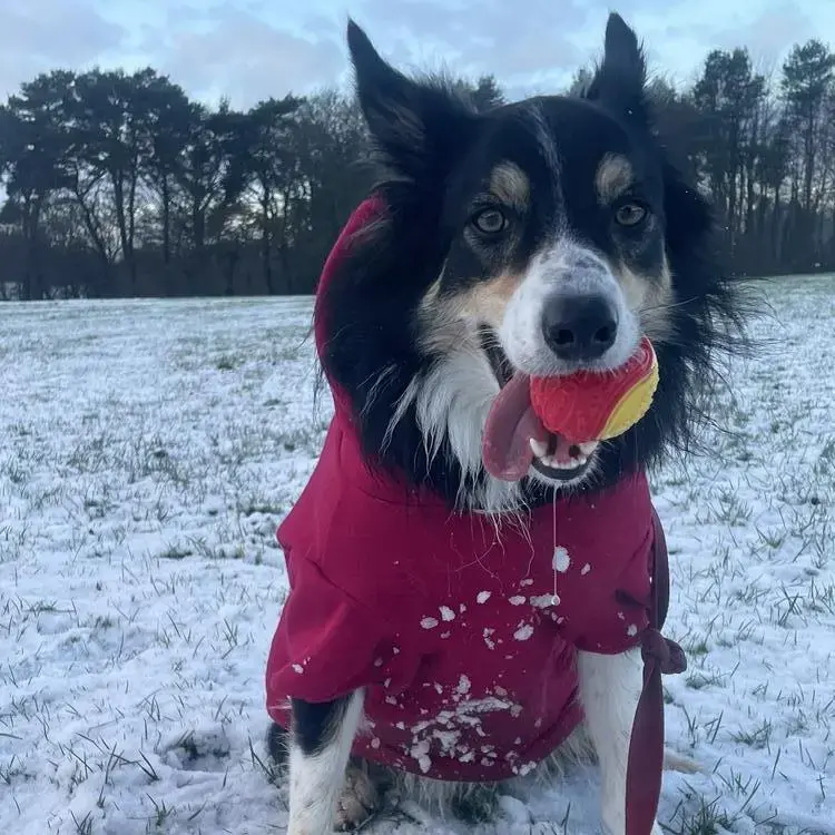 Border Collie