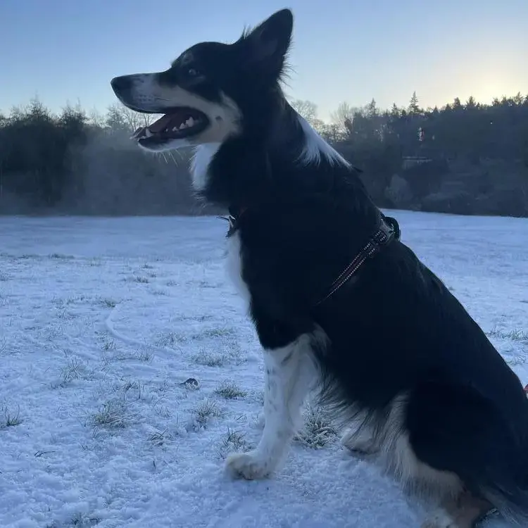Border Collie