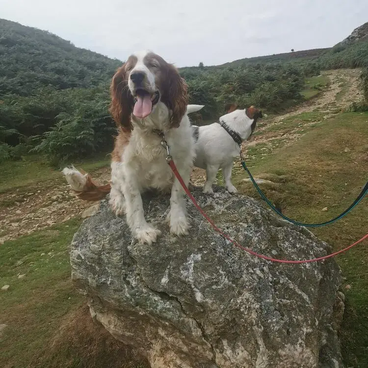 Welsh Springer Spaniel
