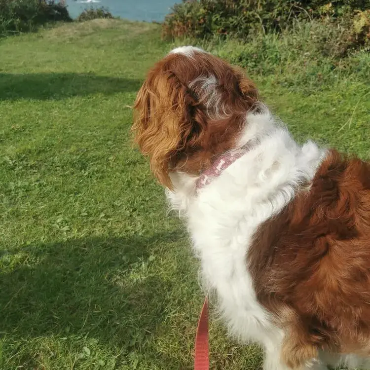 Welsh Springer Spaniel