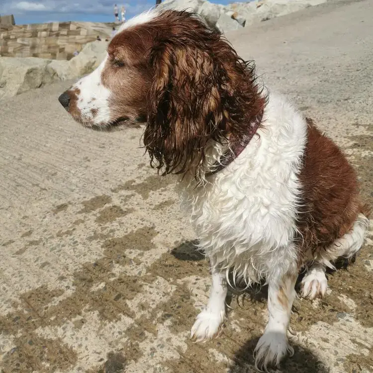 Welsh Springer Spaniel