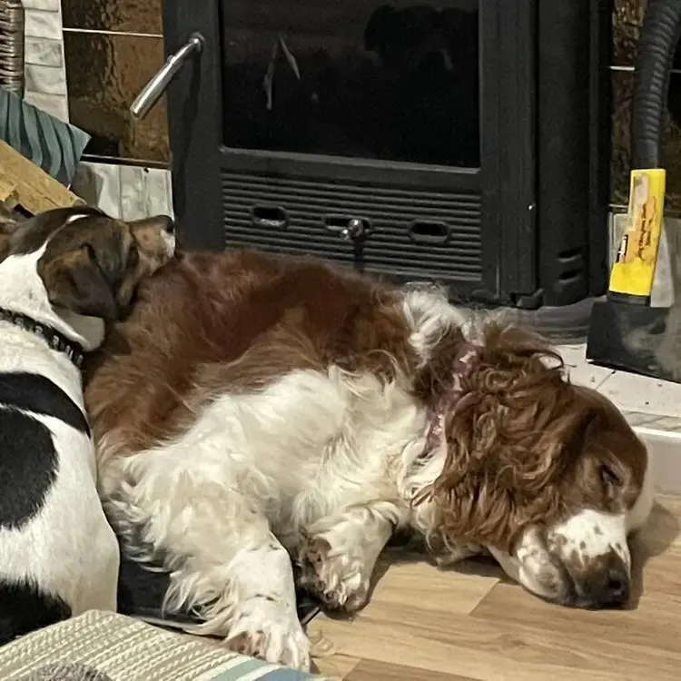 Welsh Springer Spaniel