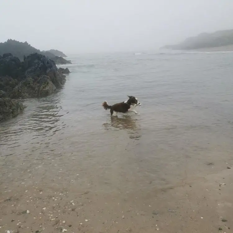 Welsh Springer Spaniel