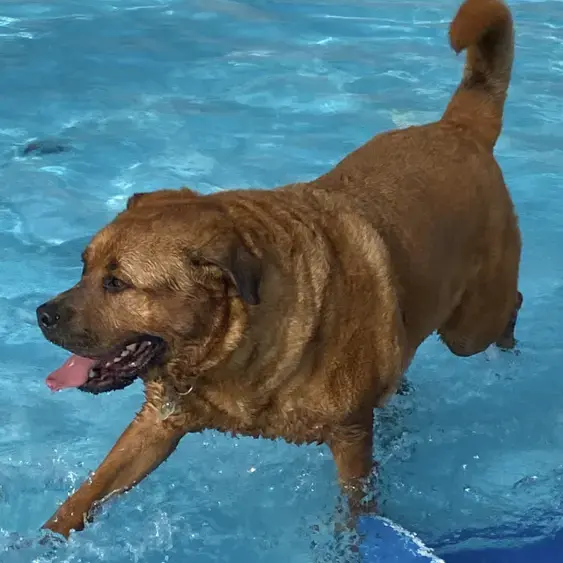 Rottweiler