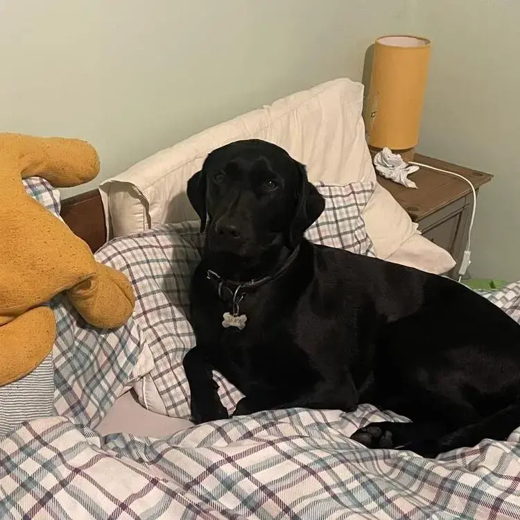 Labrador Retriever