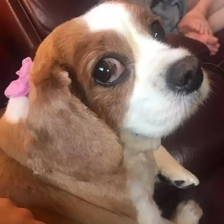 King Charles Spaniel