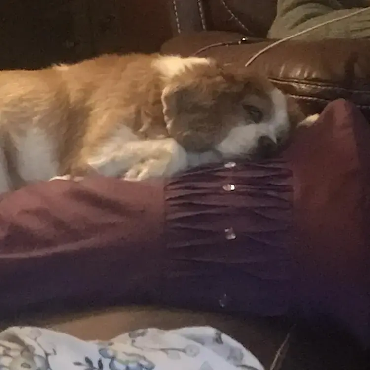 King Charles Spaniel