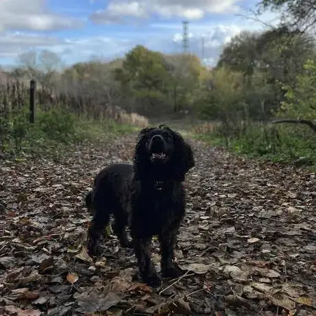Cocker Spaniel (English)
