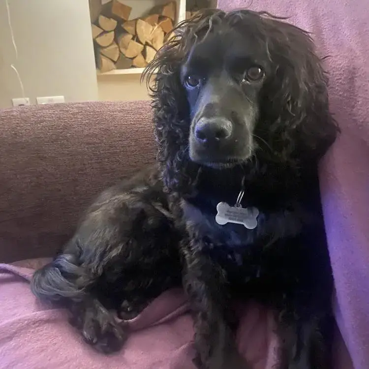 Cocker Spaniel (English)
