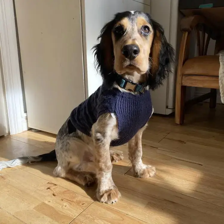 Cocker Spaniel (English)