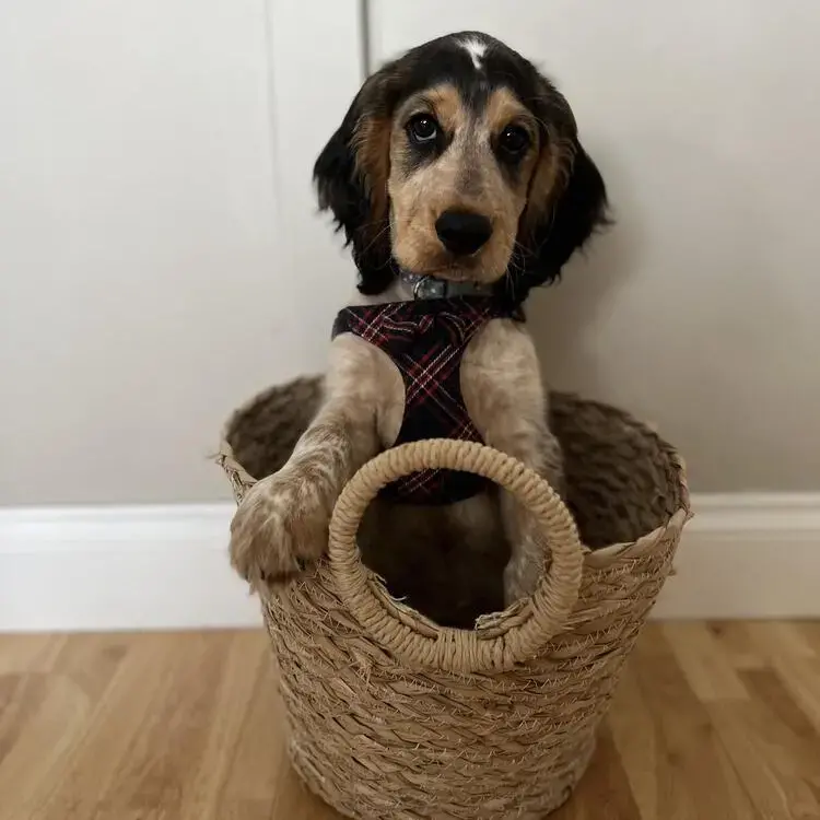Cocker Spaniel (English)