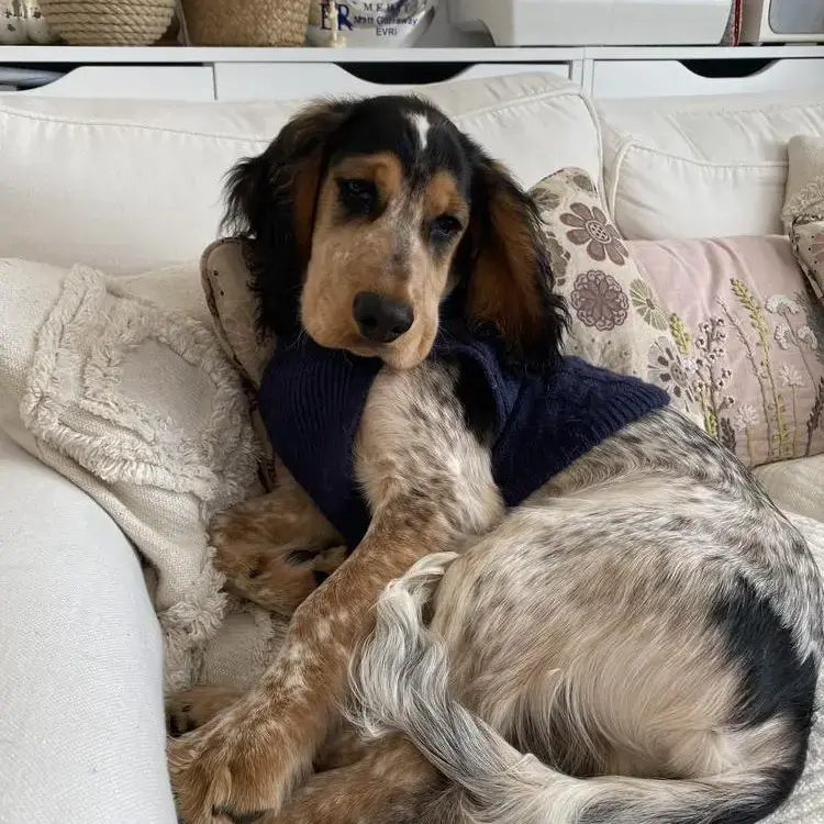 Cocker Spaniel (English)