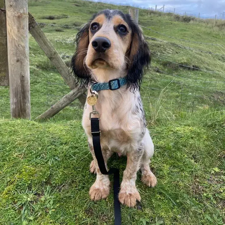 Cocker Spaniel (English)