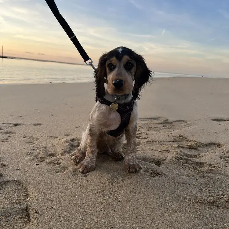 Cocker Spaniel (English)