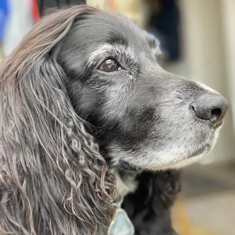 Cocker Spaniel (English)