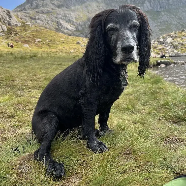 Cocker Spaniel (English)