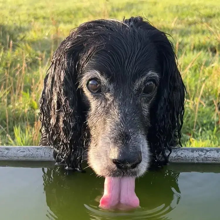 Cocker Spaniel (English)