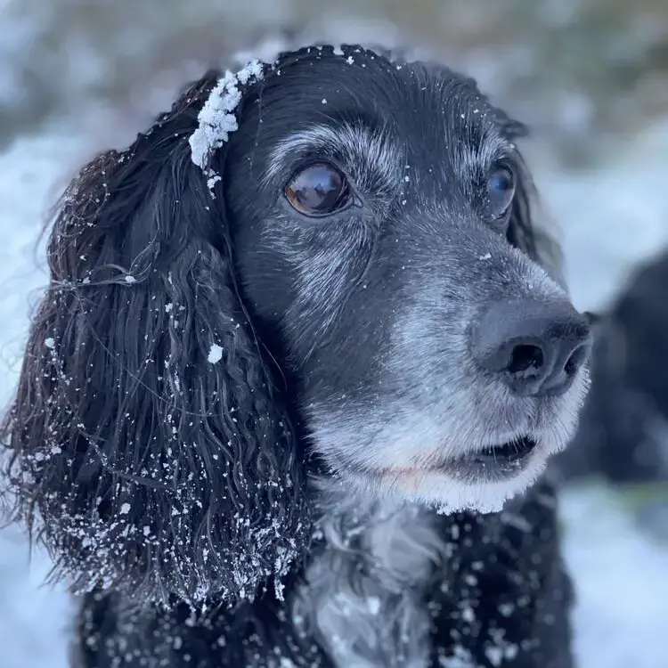Cocker Spaniel (English)