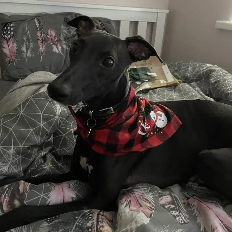 Whippet
