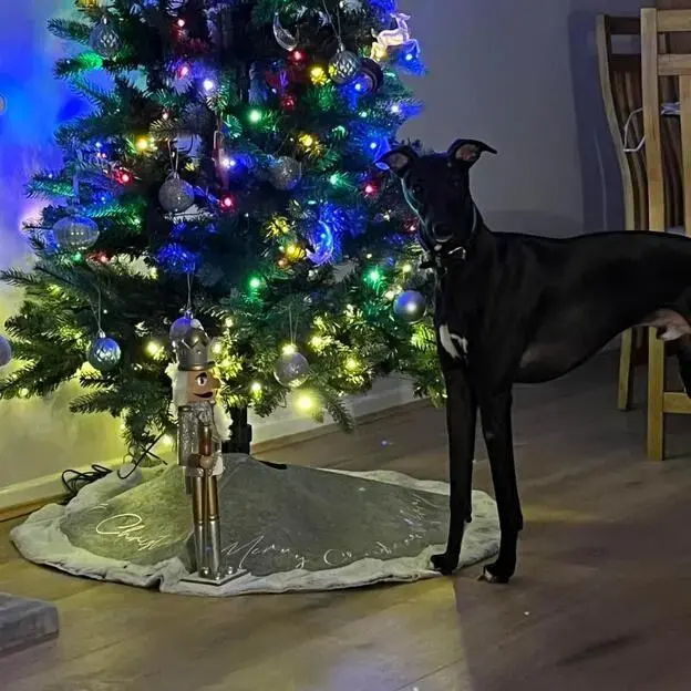 Whippet