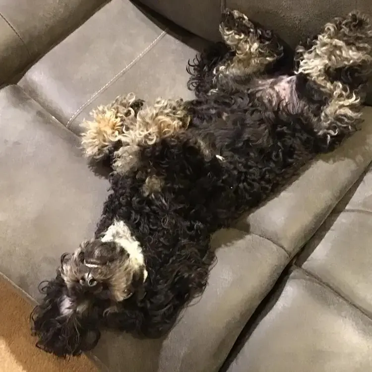 Poodle (Miniature)