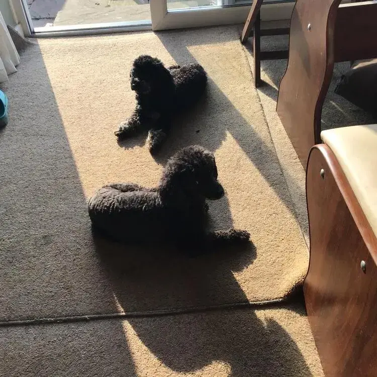 Poodle (Miniature)