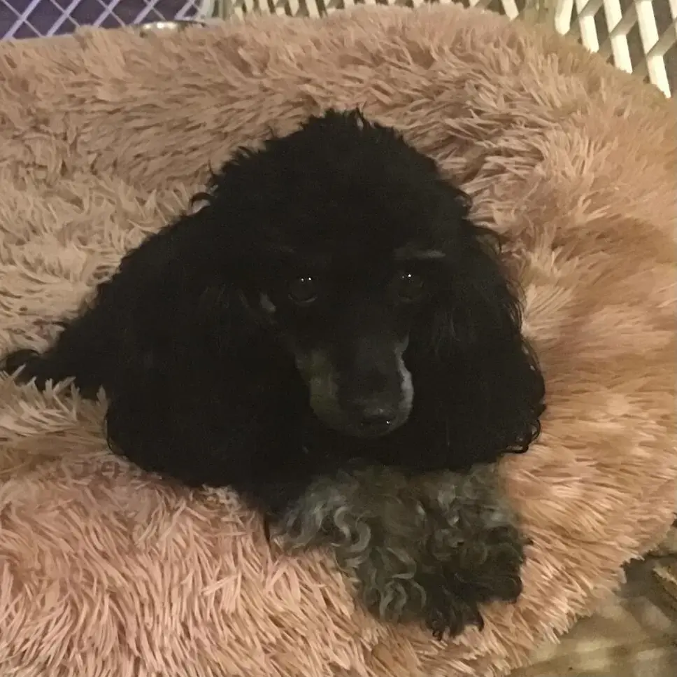 Poodle (Miniature)