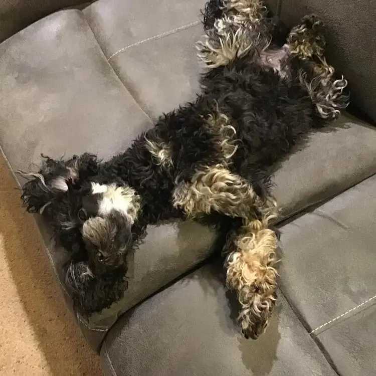 Poodle (Miniature)