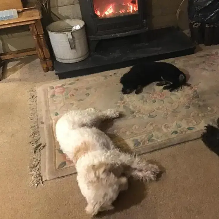 Poodle (Miniature)