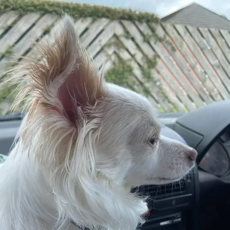 Chihuahua (Long Coat)