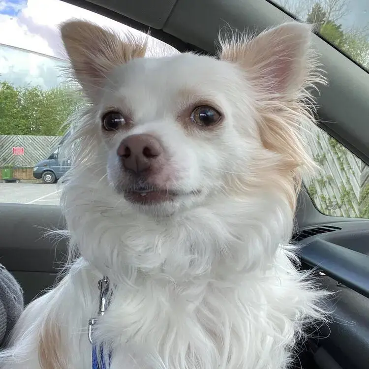 Chihuahua (Long Coat)