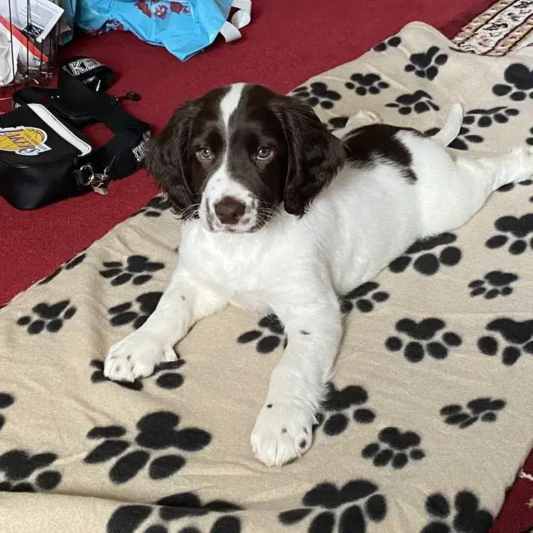 English Springer Spaniel