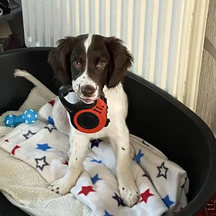 English Springer Spaniel
