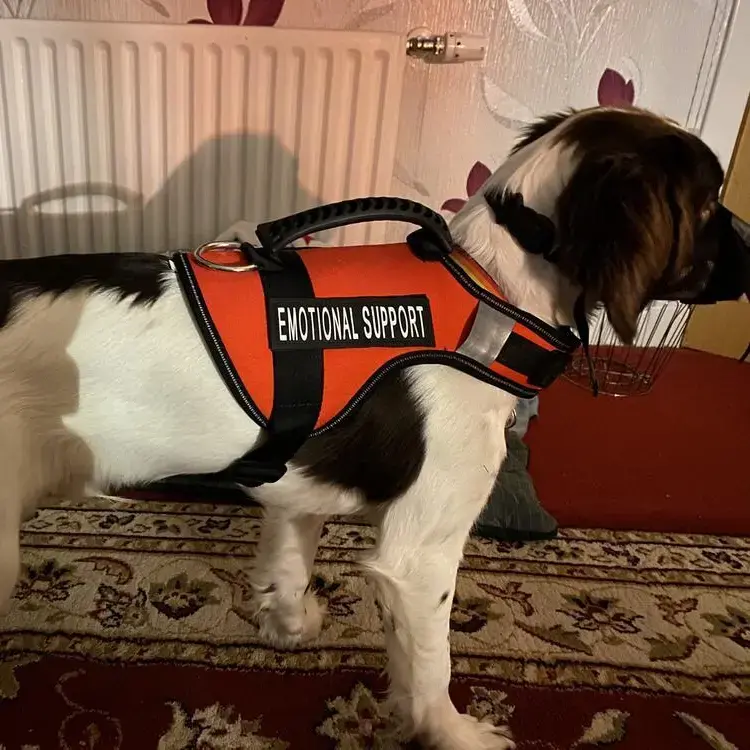English Springer Spaniel