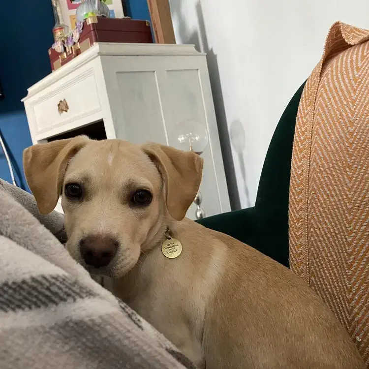 Labrador Retriever