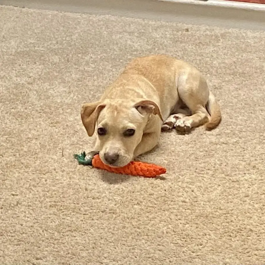 Labrador Retriever