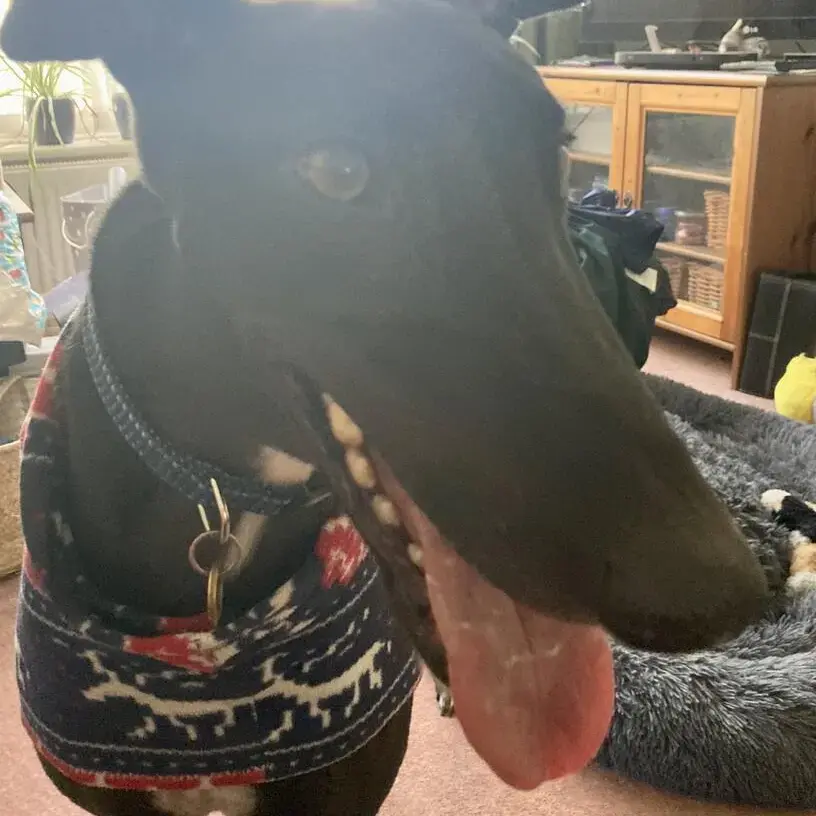 Greyhound
