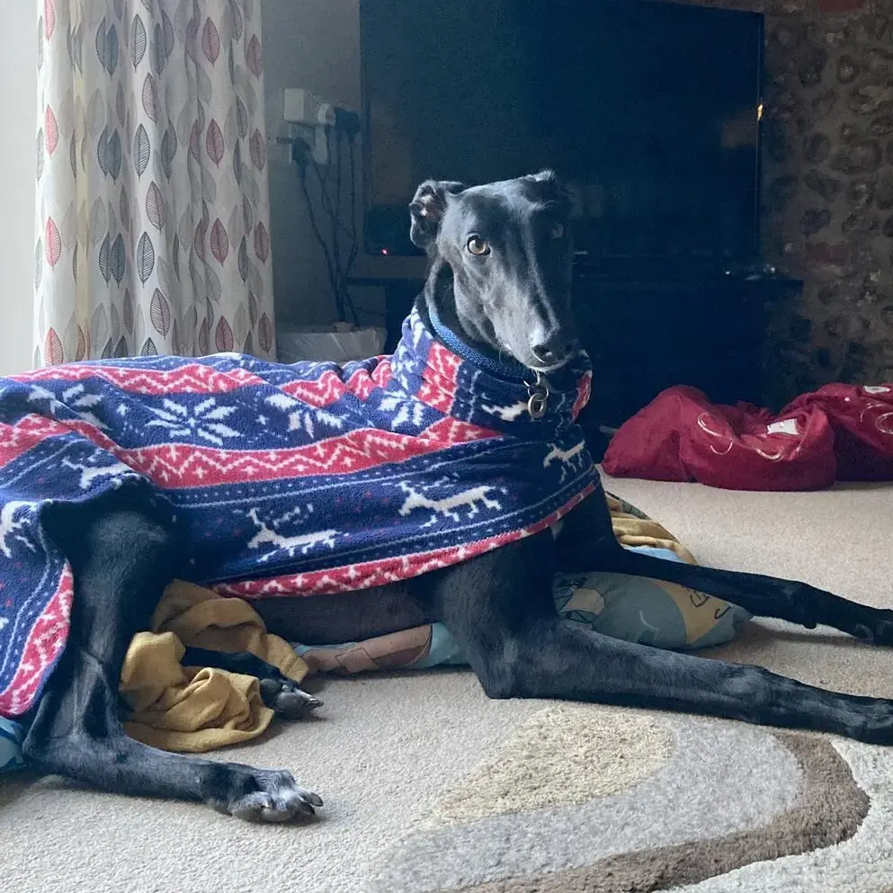 Greyhound