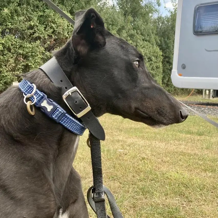 Greyhound