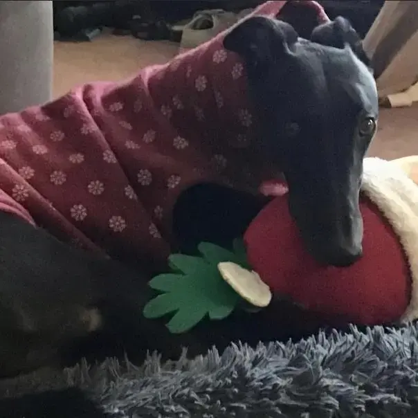 Greyhound